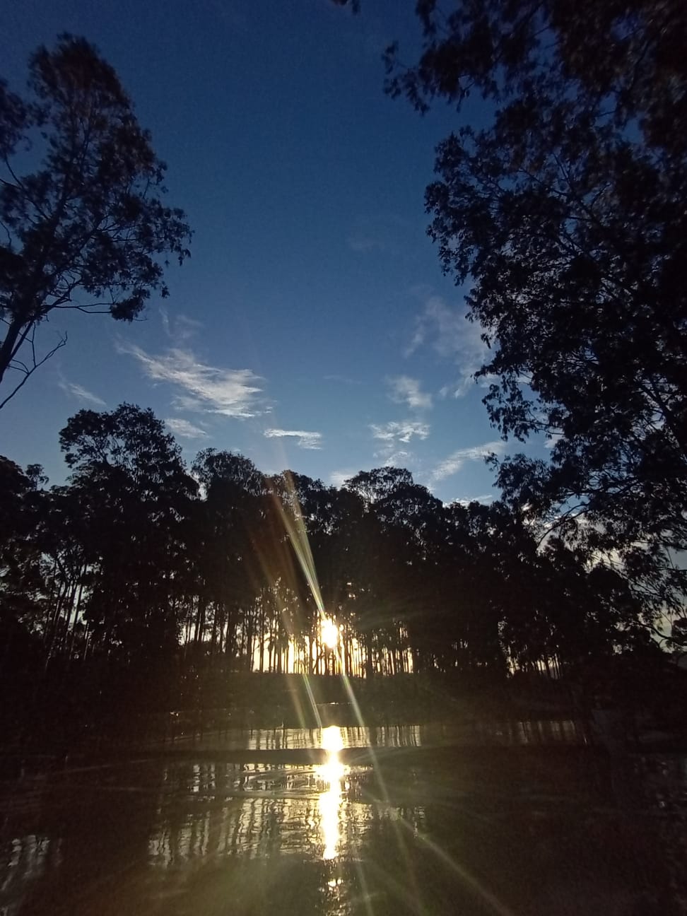 Pôr do sol entre eucaliptos refletido no lago